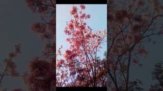 pink sightings  Tabebuia rosea in bloom home flowers india [upl. by Watts913]