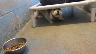 URGENT FULL DOGS for ADOPTION  North Platte Animal Shelter 6242013 [upl. by Oirasan]