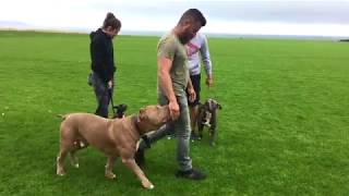 American Bully 60kg obedience Best Dog Training Center Dublin [upl. by Watts374]