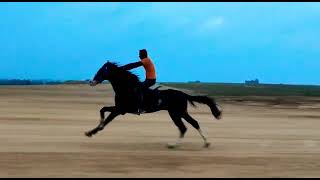 Horse Running in 80 KMPH Hassan Airport horselover [upl. by Dreyer]