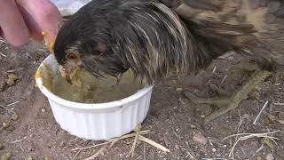 Feeding Pwee Pwee the Crossbeak Chicken [upl. by Milone]