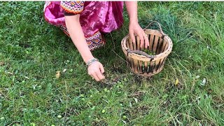 La récolte des olives en France comme en Kabylie جني الزيتون بفرنسا❤️france canada village [upl. by Proudfoot]