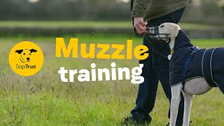 How to train your dog to wear a muzzle  Dogs Trust [upl. by Aeslehs707]