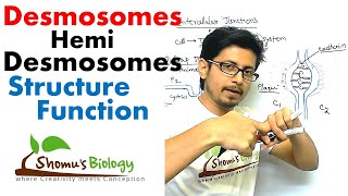 Desmosomes and hemi desmosomes [upl. by Salvucci195]