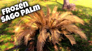 Sago Palm Pruning After Winter Damage 🌴 Cycas Revoluta [upl. by Berhley]