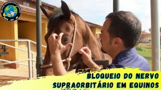 🐴 BLOQUEIO do NERVO SUPRAORBITÁRIO em equinos [upl. by Hagen]