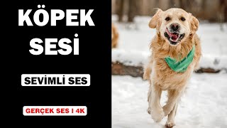 Gerçek Köpek Sesleri  Yüksek Kalite  Sevimli Köpek Deneyimi  4K [upl. by Carlyn530]