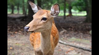 Funny Deer Sound in Nara Japan like quotBambiquot  Crazy Deer Voice  Best Deer Cry Ever [upl. by Inglis]