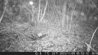 Returning Home in a Cold and Foggy Morning  Japanese Badger Sett Diary 129 [upl. by Lorita]