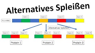 Alternatives Spleißen Genregulation Eukaryoten  Biologie Oberstufe [upl. by Helgeson643]