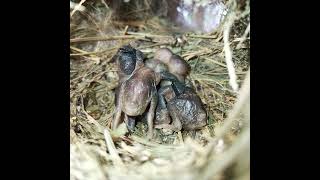 Ep70 Scalybreasted munia Birds Mothers keep babies warm in four nests All bird nests [upl. by Uela]