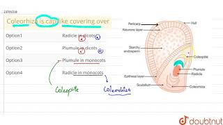 Coleorhiza is caplike covering over [upl. by Yesdnik]