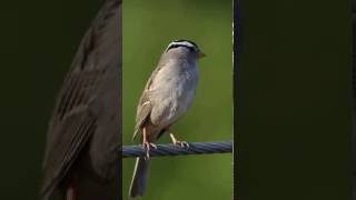 White Crowned Sparrow Singing CloseUp [upl. by Tarrel]