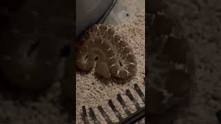 Diamondback rattlesnake on back patio [upl. by Aldarcie760]