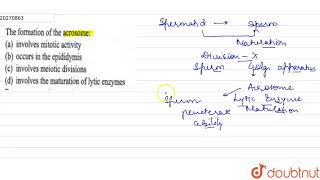 The formation of the acrosome [upl. by Kerwon299]