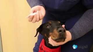 How to administer eye medication to a pet [upl. by Vigen]