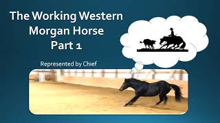 Morgan Horse Stallion Working Western Part1 [upl. by Macfadyn510]