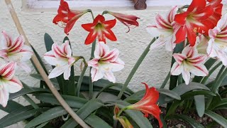 Amaryllis Lily Care through out the year of Plants amp Bulbs to have max Blooms [upl. by Fotina767]