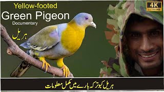 Green Pigeon Hariyal Bird Documentary [upl. by Justinn]