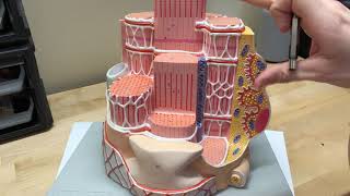 SKELETAL MUSCLE CELL MODEL [upl. by Herzel]