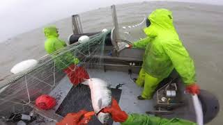 Bristol Bay Gillnetting Fv K4 2018 [upl. by Audrey431]