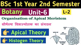 Theories of Shoot Apical MeristemApical Cell Theory in HindiHistogen TheoryShoot Organisation [upl. by Hazaki]