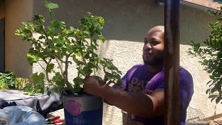 HOW I PRUNE GERANIUMS  SEPARATING TREE LIMBS THE EASY WAY [upl. by Mariquilla135]