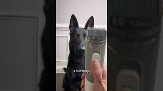 INSE P20 Pro Pet Grooming Vacuum Credit by mydogsdope [upl. by Htbazile]