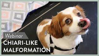 Canine ChiariLike Malformation amp Neuropathic Pain  Webinar Series Lecture  2 [upl. by Ellerad45]