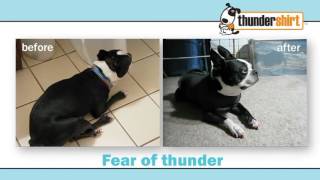 Thundershirt Hond [upl. by Notlad]