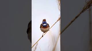 Bluethroat [upl. by Stephine]