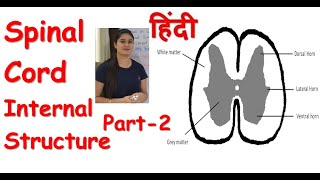 Spinal Cord Internal Structure in Hindi  Gray and White matter  Roots of Spinal Nerve  Fissure [upl. by Janik]