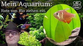 Rote von Rio ziehen ein  Hyphessobrycon flammeus  Mein Aquarium 14 [upl. by Enidlareg225]