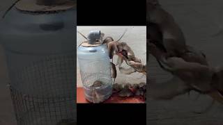 Best Mouse Trap Plastic Jar Trap shoprts mousetraptp rattrap animals birds [upl. by Baird]