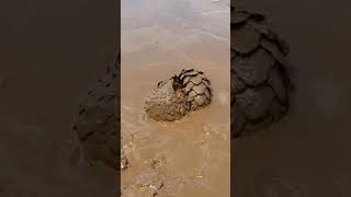 Young Pangolin bathing in mud unseenuniverse [upl. by Baras721]