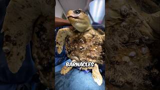 The Rescuer make an impossible thing for this turtle🥺❤️ animals animalstories shorts turtle [upl. by Harned54]