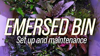 EMERSED PLANT BIN set up tips and maintenance [upl. by Alliw629]