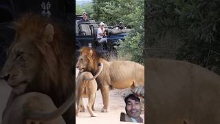 loin 🐅🐅 lion safari lionsofafrica wildlife animals reaction1991 [upl. by Zealand440]