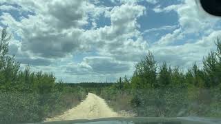 Driving Through The Forest Roads in Ocala National Forest Florida [upl. by Tamsky]