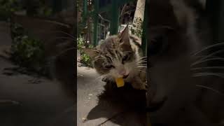 Cat vs Cheetos ArmeniaYerevan allarmenianplatform cat cheetos [upl. by Noseyt783]