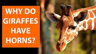 Why do GIRAFFES have horns [upl. by Natek]