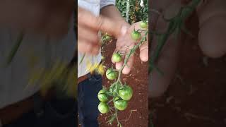 Como fazer a polinização manual em tomates [upl. by Jolynn202]