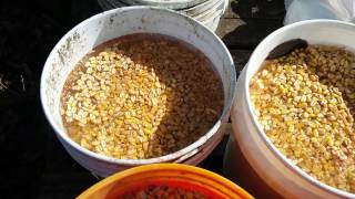 Cheap pig feed hack [upl. by Hermina]