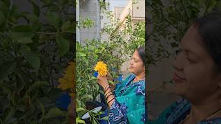 Golden Gardenia పసుపు నందివర్ధనం Gardenia mygarden harvesting gardening shortvideo ytshorts [upl. by Yerhpmuh]