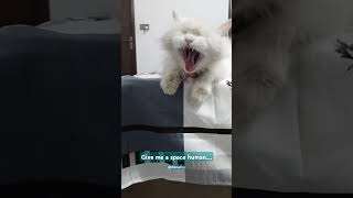 Dont disturb my pawceful sleep🐱😴cat pets [upl. by Ezequiel]