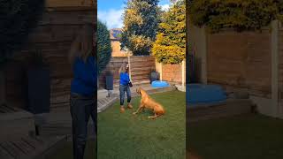 Milo Rhodesian ridgeback  Showreel [upl. by Kaylyn]