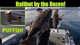 Halibut by the Dozen Alaskan Halibut Fishing  Juneau Alaska SEP 2022 alaska juneau halibut [upl. by Towney]