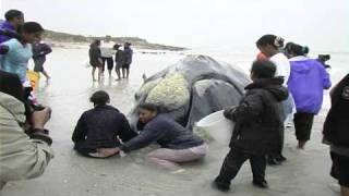 Exploding Southern Right Whale on beach near Cape Town  14 Sept 2005 [upl. by Orimar717]