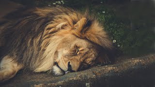 The Tokens  The Lion Sleeps Tonight  with lyrics  Music amp Lyrics [upl. by Sandler355]