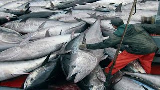 Bluefin Tuna Farm  Workers Harvest and Tuna processing in Factory [upl. by Nohcim]